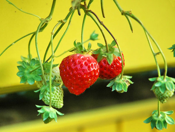 六合草莓休閒農場