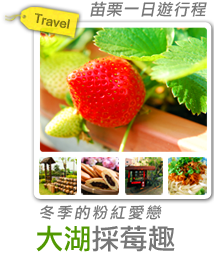 冬季的粉紅愛戀 大湖採莓趣-