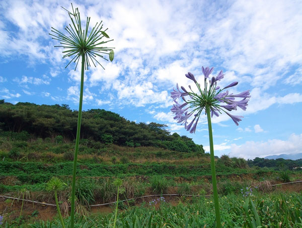 番婆林觀光花園