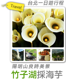 陽明山良時美景-竹子湖採海芋-