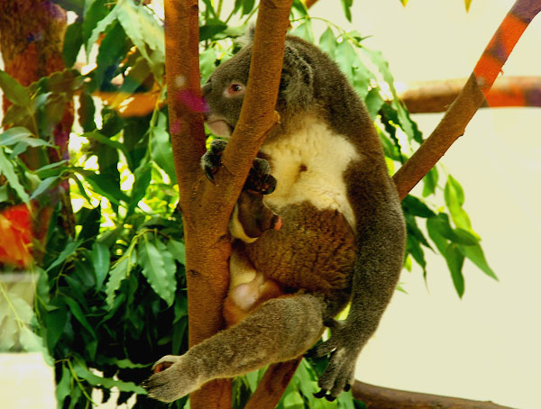 臺北巿立動物園