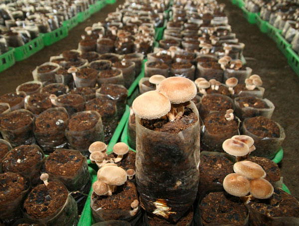 昇和香菇農園